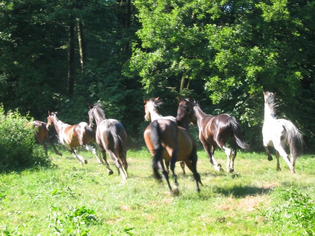 gospodarstwo agroturystyczne stajnia bogumi 3